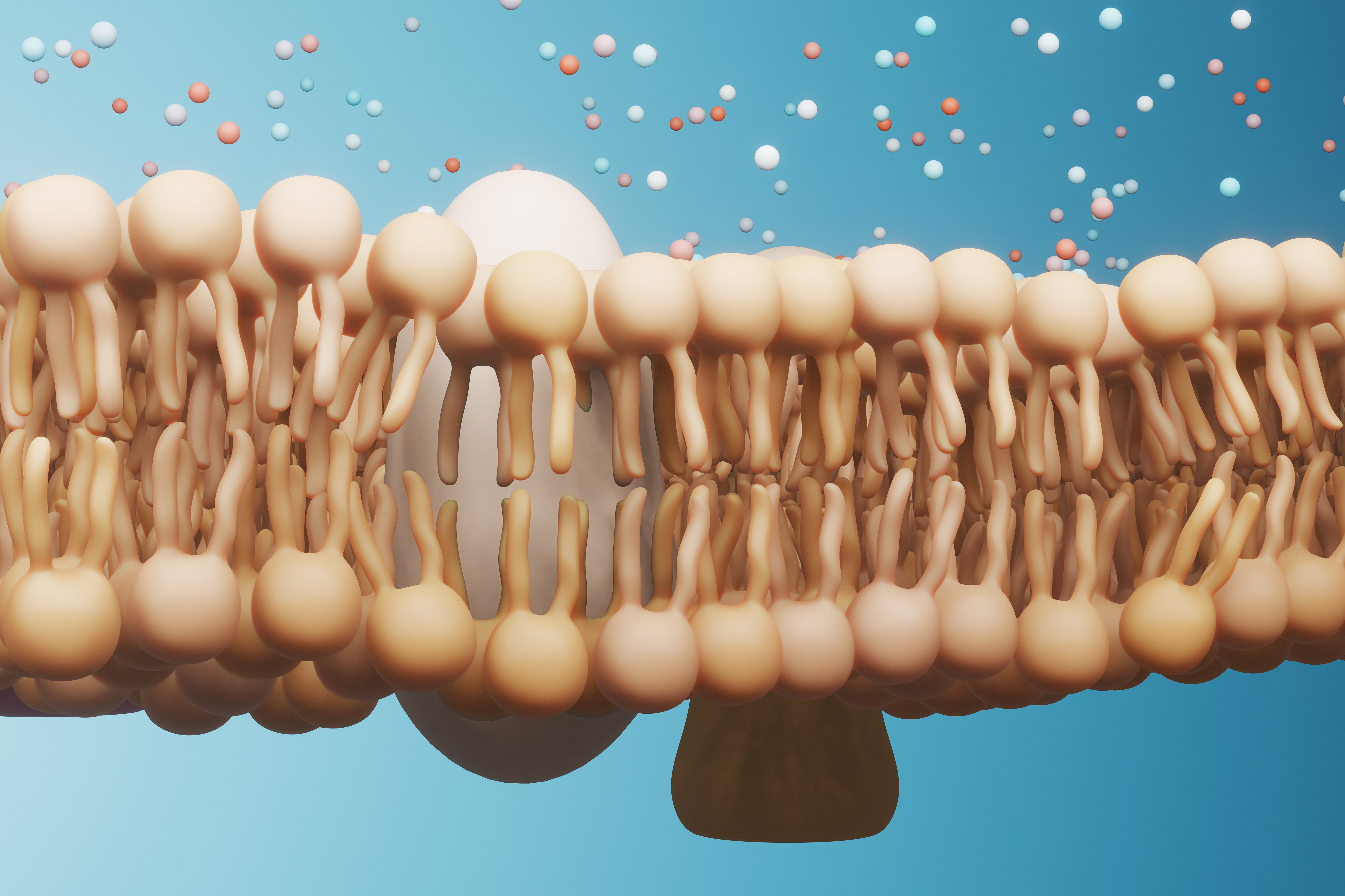 Cell Membrane structure. 3d rendering - illustration.