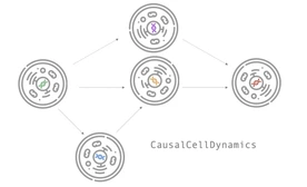Logo CausalCellDynamics