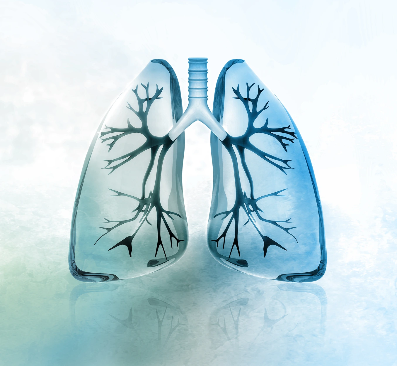 Human lungs