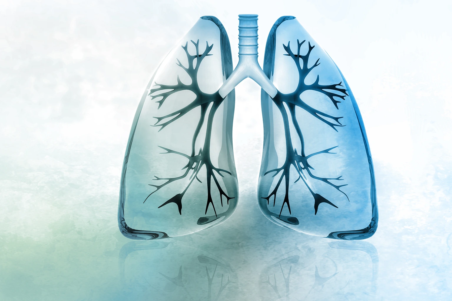 Human lungs