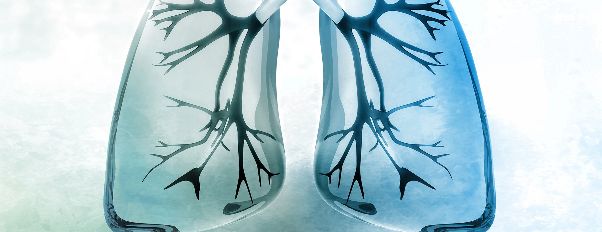 Human lungs