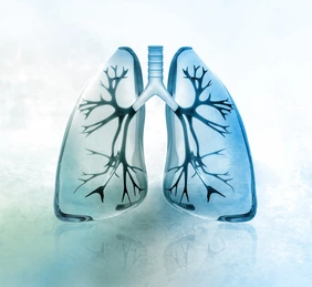 Human lungs