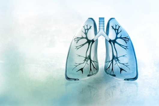 Human lungs
