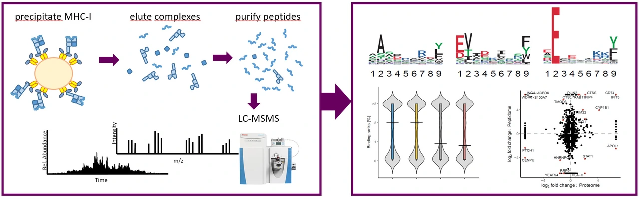 Immunopeptidomics