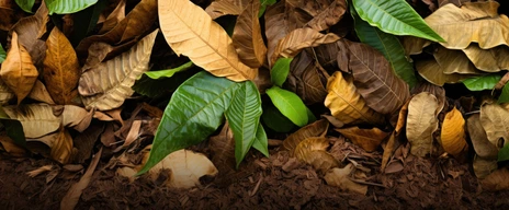 Fallen Leaves