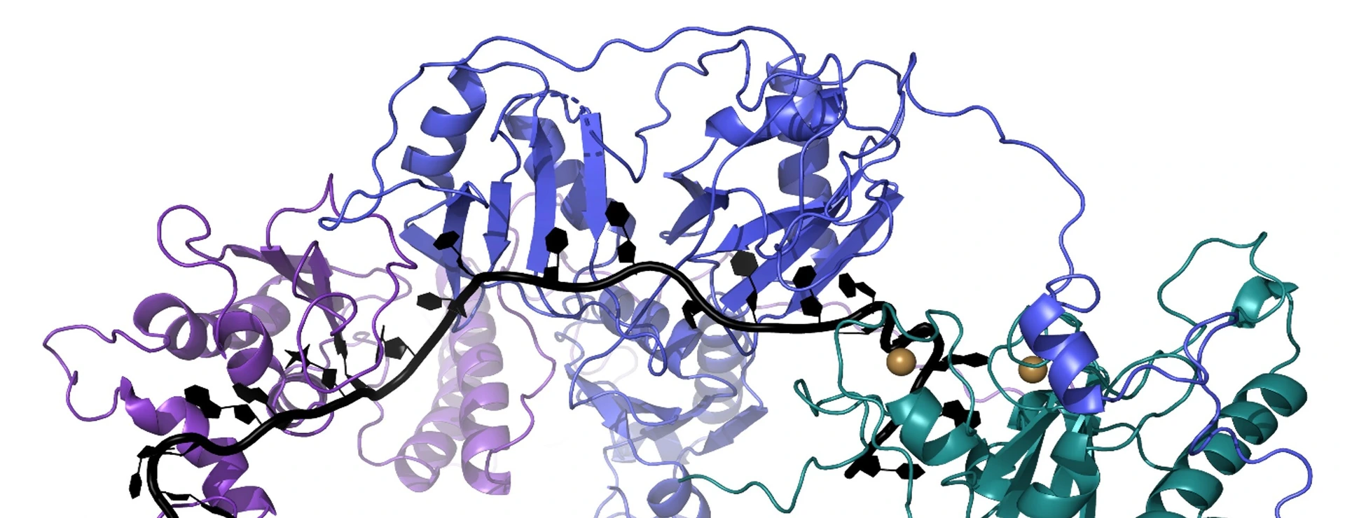 spliceosome assembly