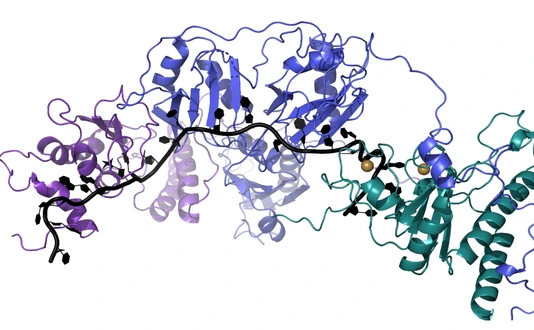 spliceosome assembly