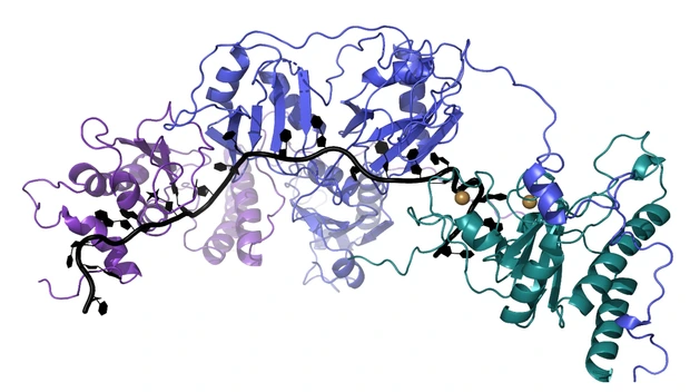 splicesome assembly