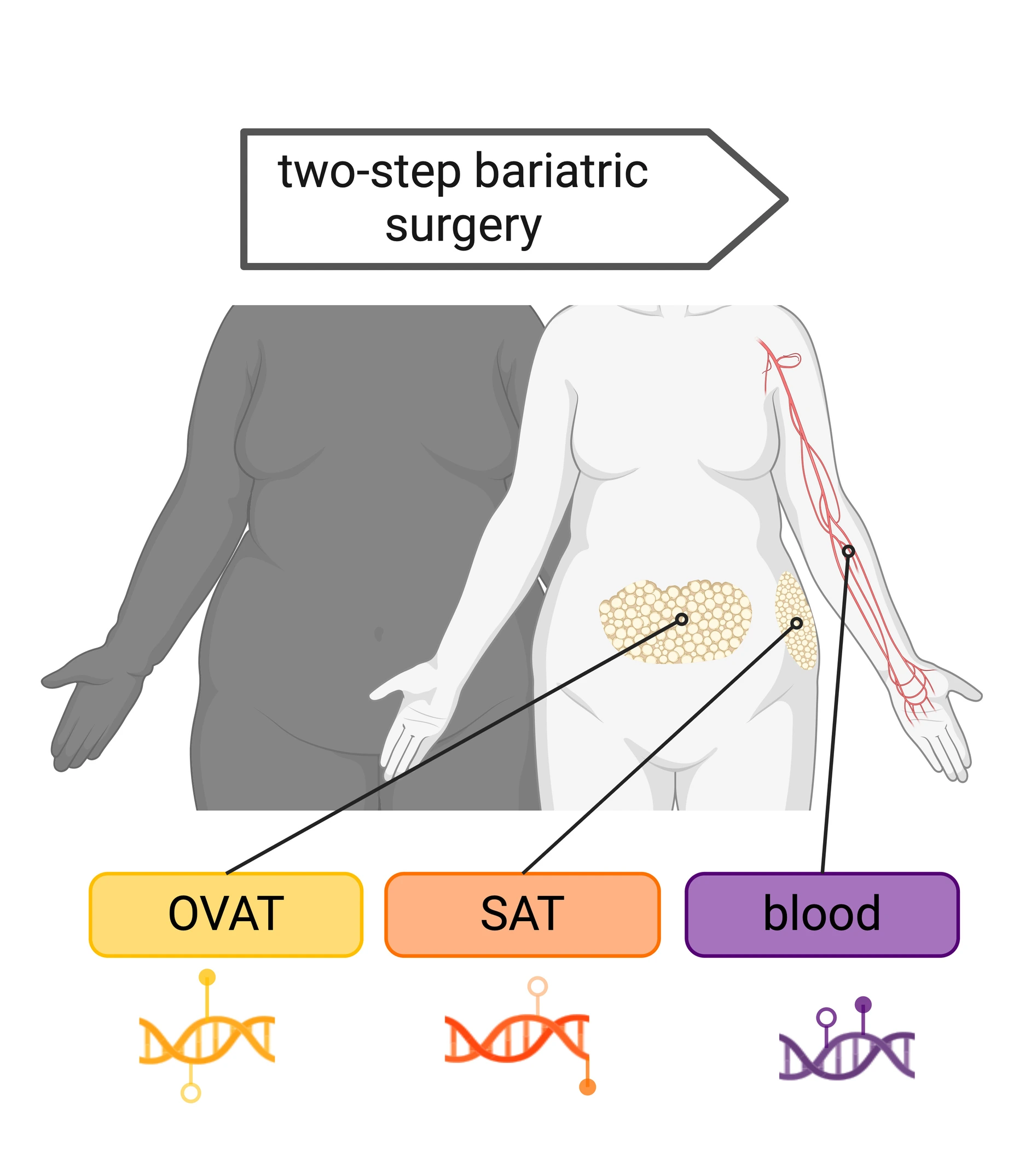 Epigenetic modulations post weight-loss graphical abstract, Maria Keller