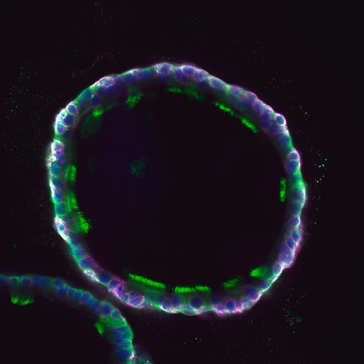 Organoid_Funk_Lab_LHI