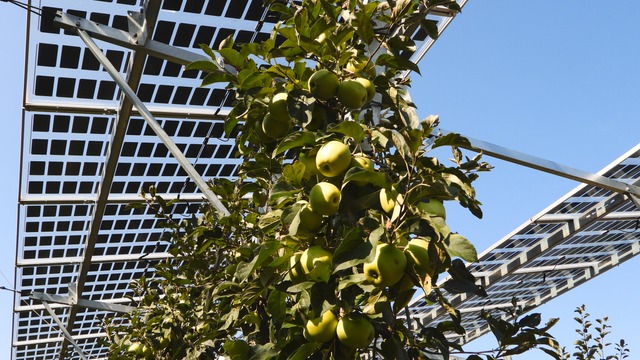 plants under agri-pv solar plant