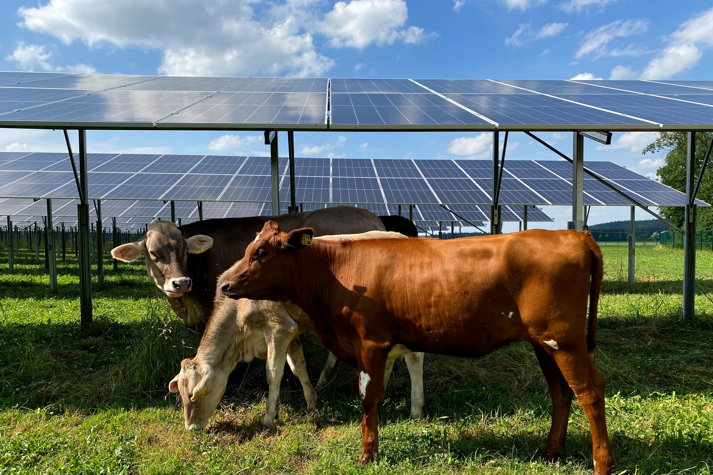 Agri-PV