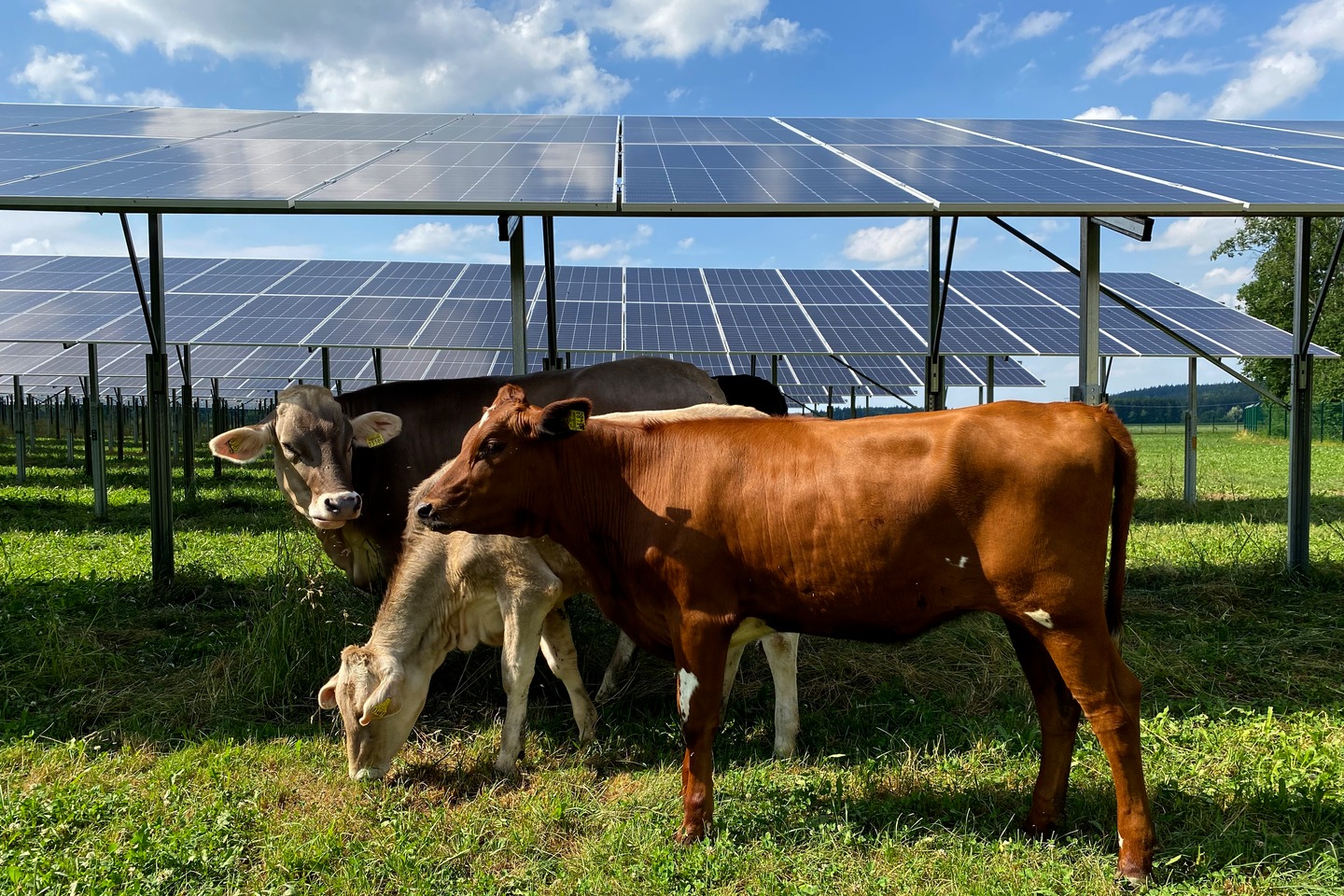 Agrivoltaïsme