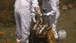 People with beehives