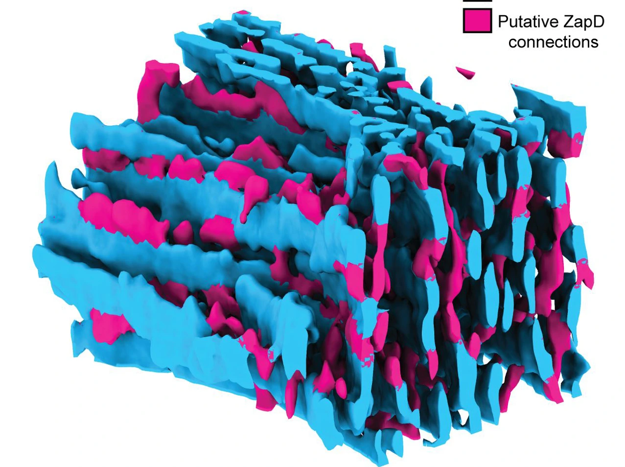 Figure 2 eLife Paper Marion Jasnin