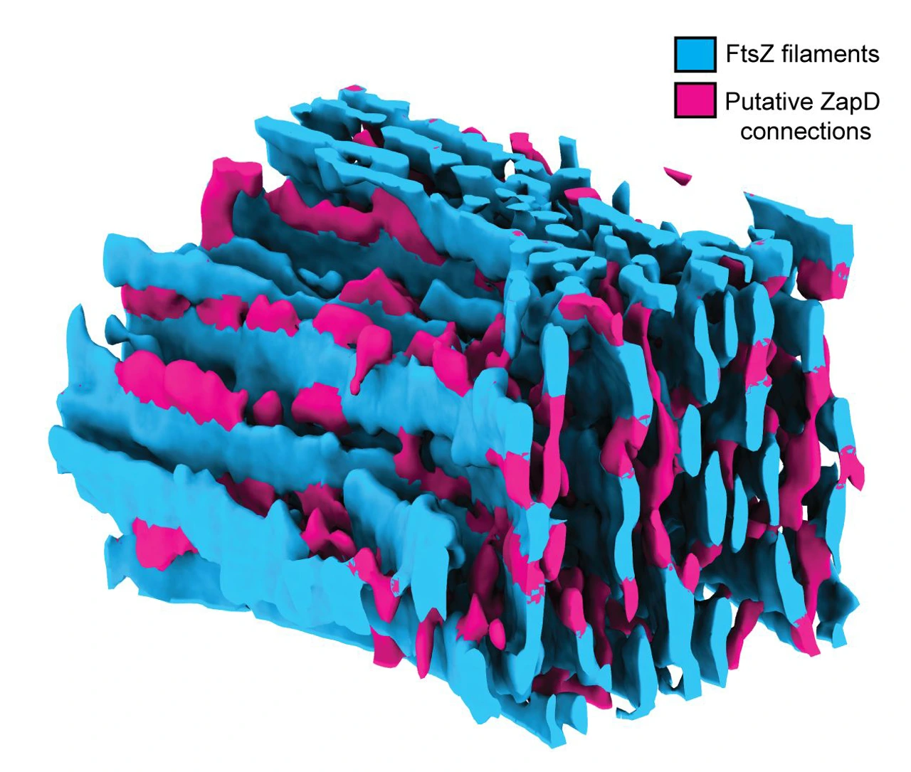 Figure 2 eLife Paper Marion Jasnin