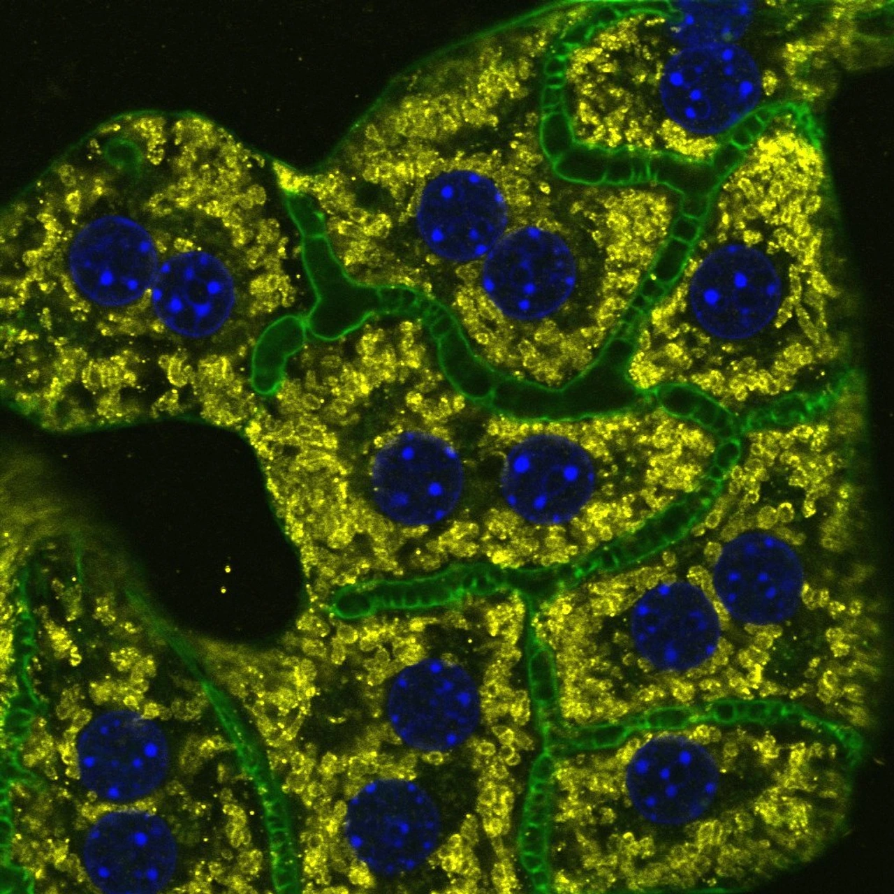 Endocytosis & Metabolism Group Image