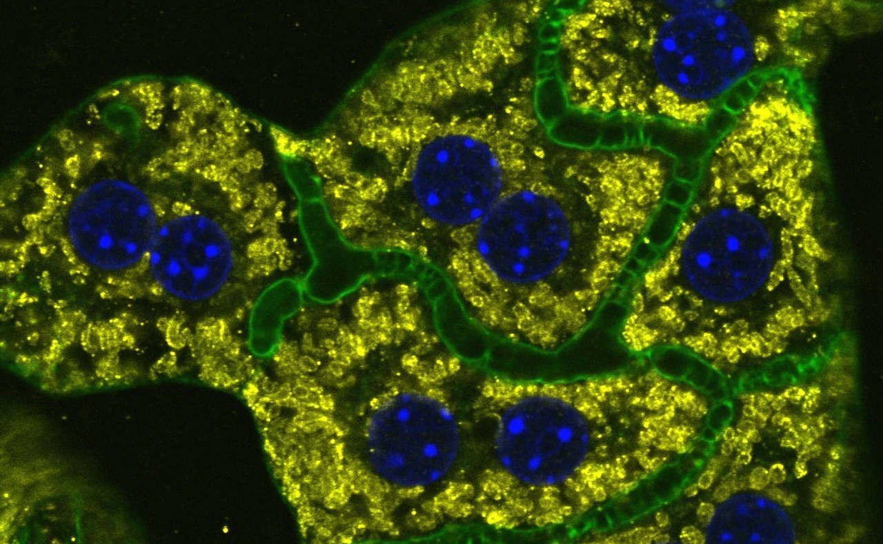 Endocytosis & Metabolism Group Image
