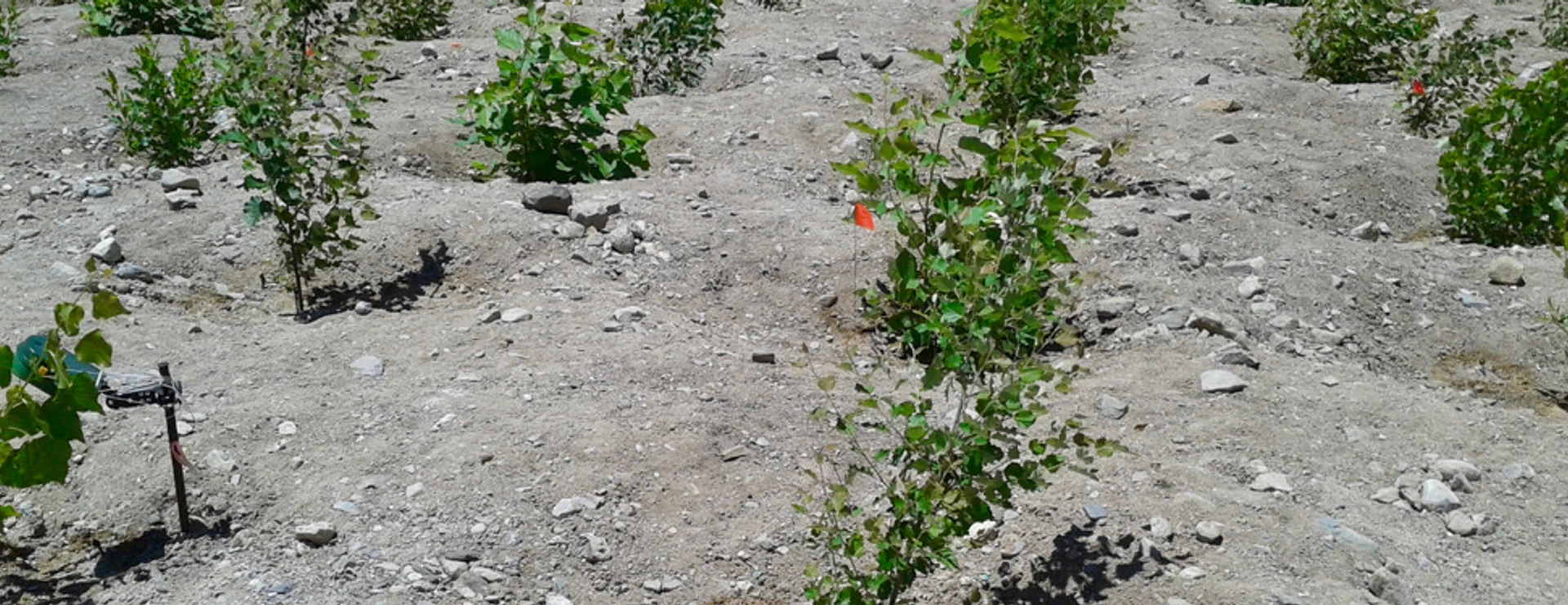 Tree plantation with genetically modified isoprene emission capacity near Tuscon, USA