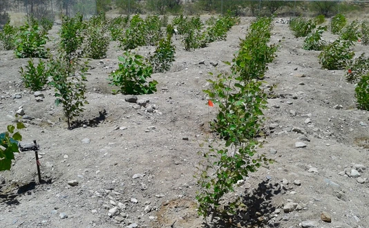 Tree plantation with genetically modified isoprene emission capacity near Tuscon, USA