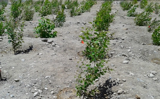 Tree plantation with genetically modified isoprene emission capacity near Tuscon, USA