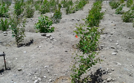Tree plantation with genetically modified isoprene emission capacity near Tuscon, USA