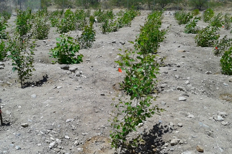 Tree plantation with genetically modified isoprene emission capacity near Tuscon, USA