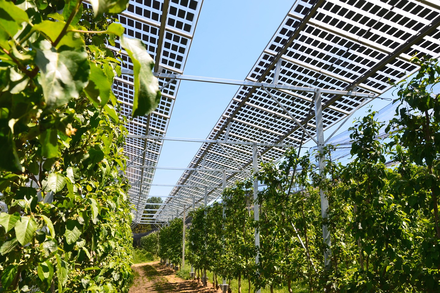 Farmer - Do you grow crops or vegetables?