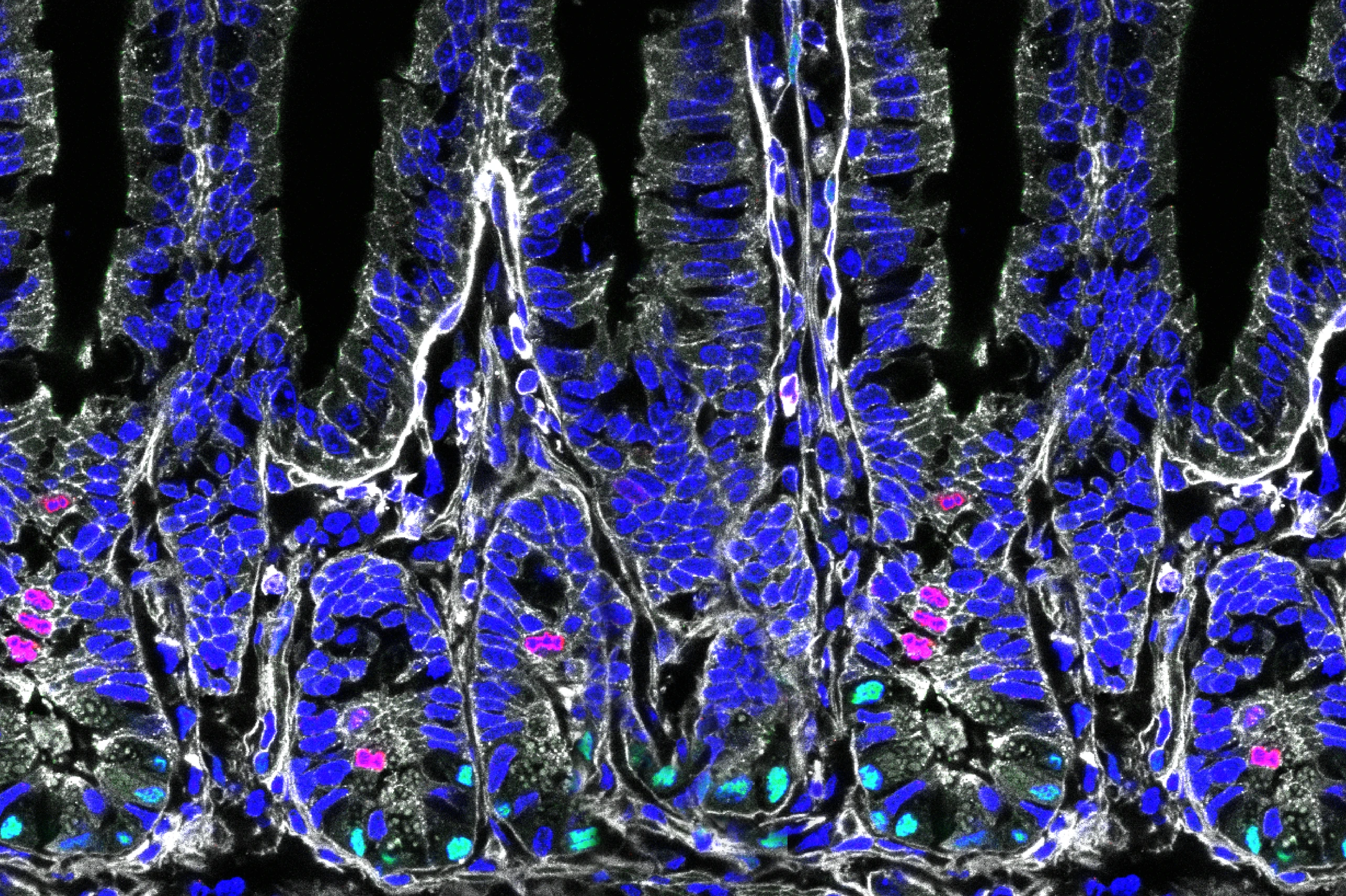 Cross-section of the intestine of a mouse