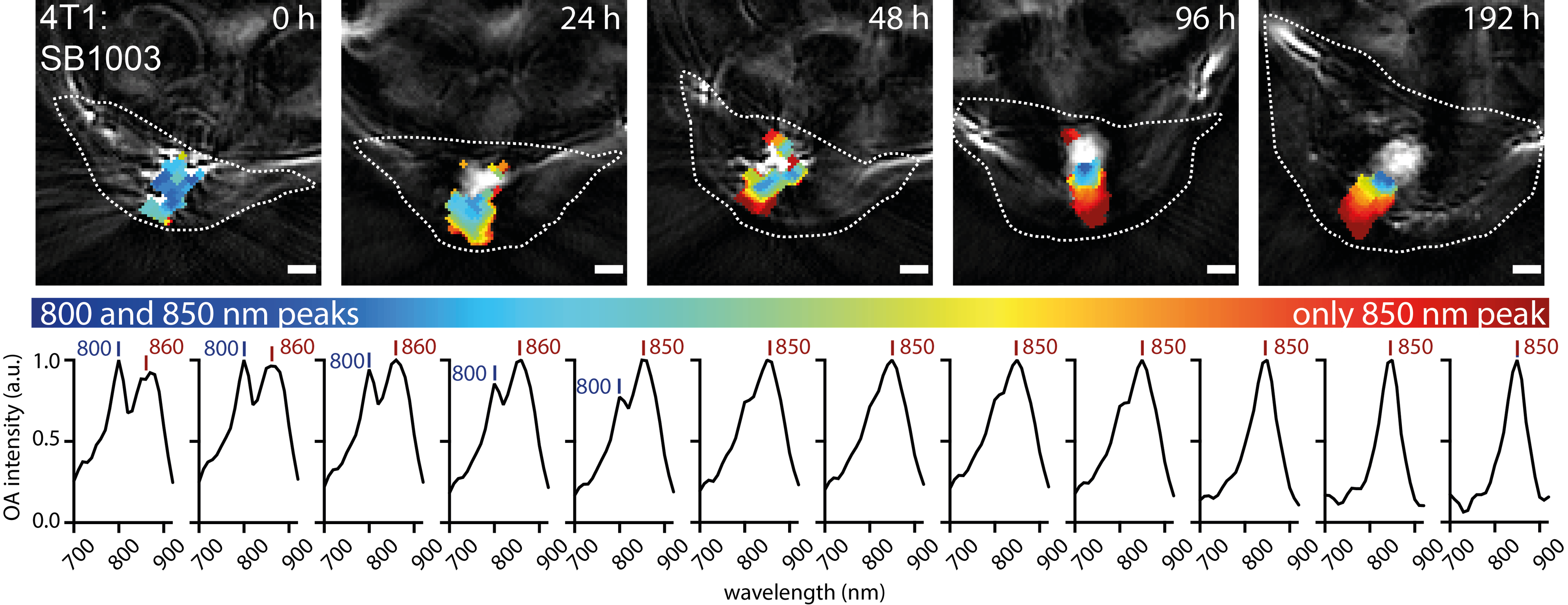 Wissenschaftsfoto AStiel