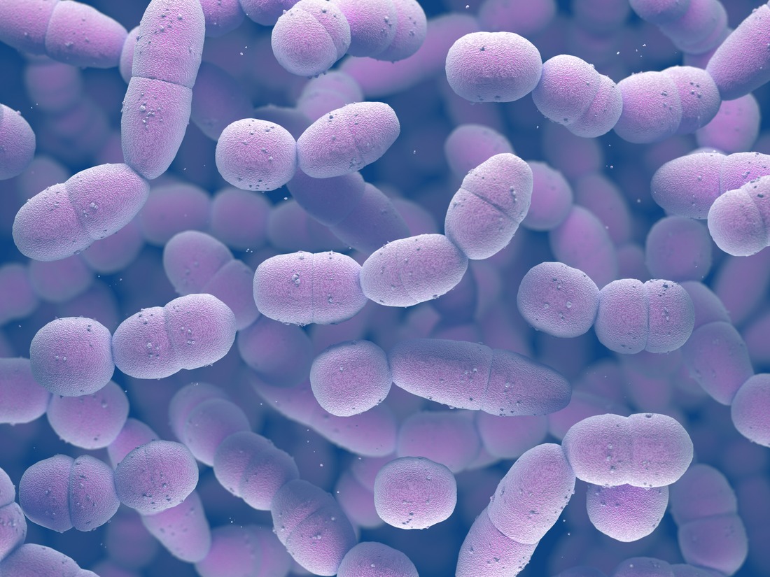 Streptococcus Pneumoniae Bacteria
