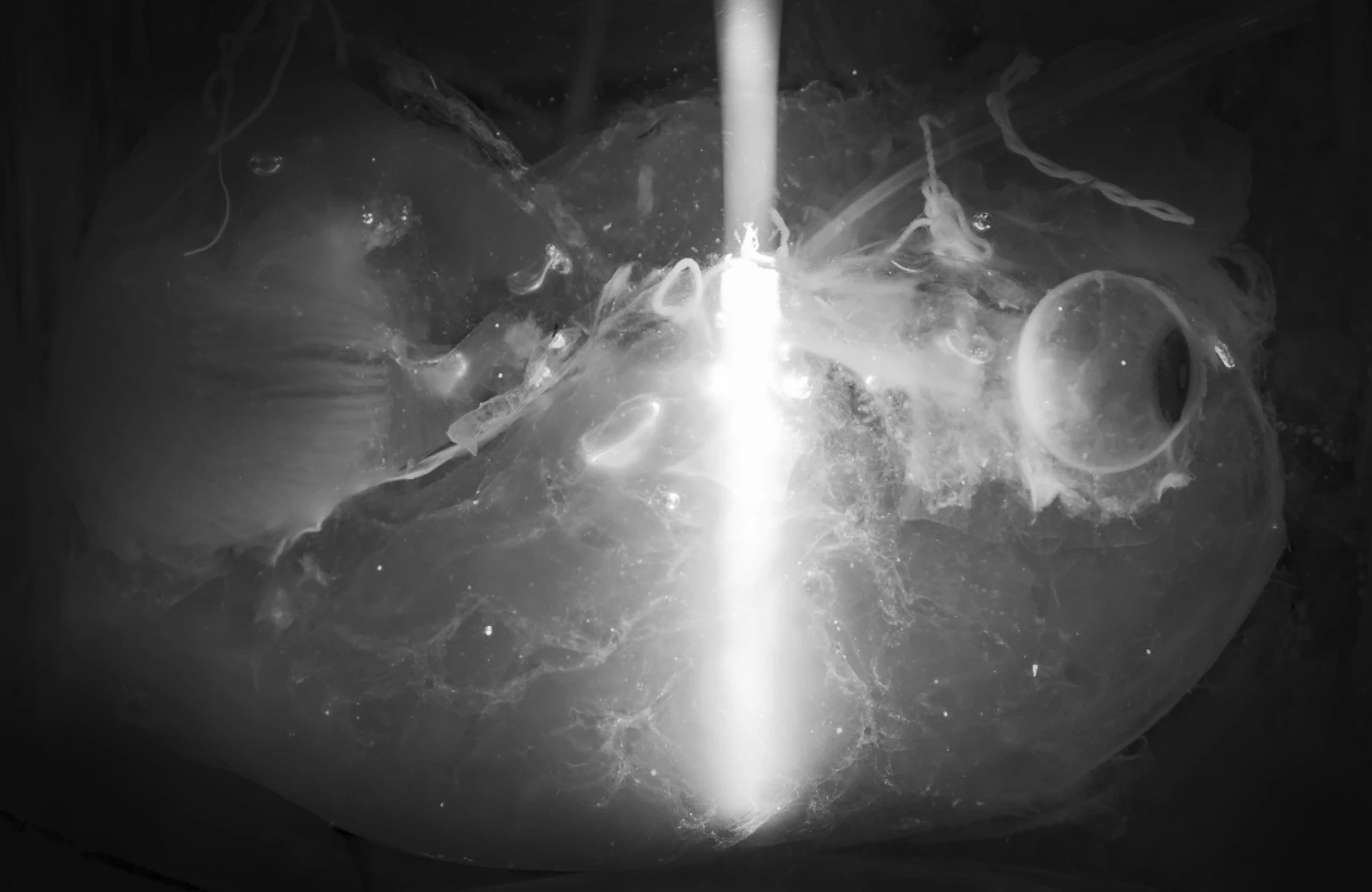 Durchsichtiges menschliches Gehirn