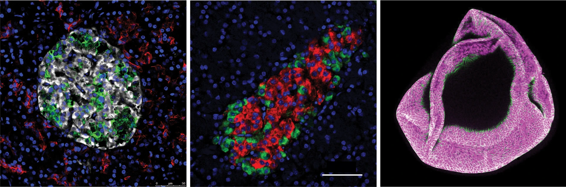 IDR_Islet Biology_Main Picture