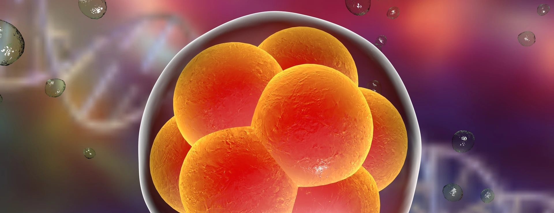 Human embryo on the stage of 16 cells on background with DNA