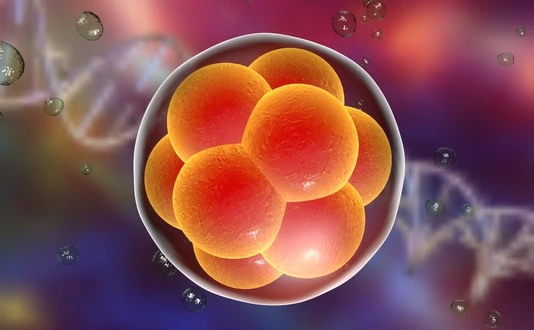 Human embryo on the stage of 16 cells on background with DNA