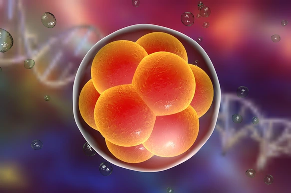 Human embryo on the stage of 16 cells on background with DNA