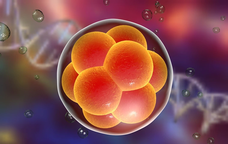 Human embryo on the stage of 16 cells on background with DNA