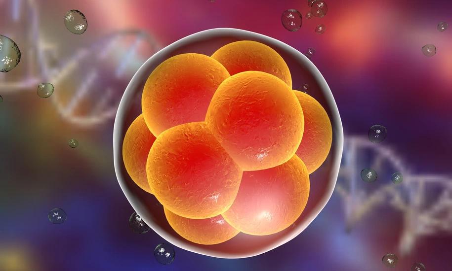 Human embryo on the stage of 16 cells on background with DNA