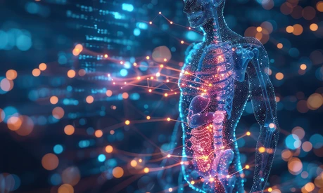Human metabolism