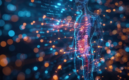 Human metabolism