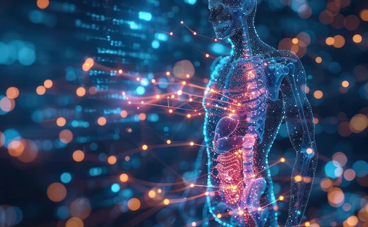 Human metabolism