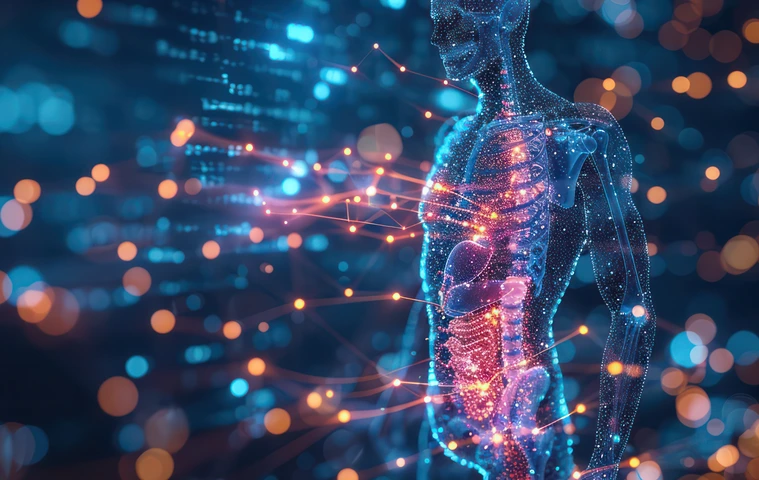 Human metabolism