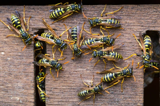 Wespen können eine Insektengiftallergie auslösen