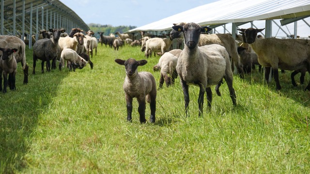 2024’s International Sheep Dog Championships run on renewable energy