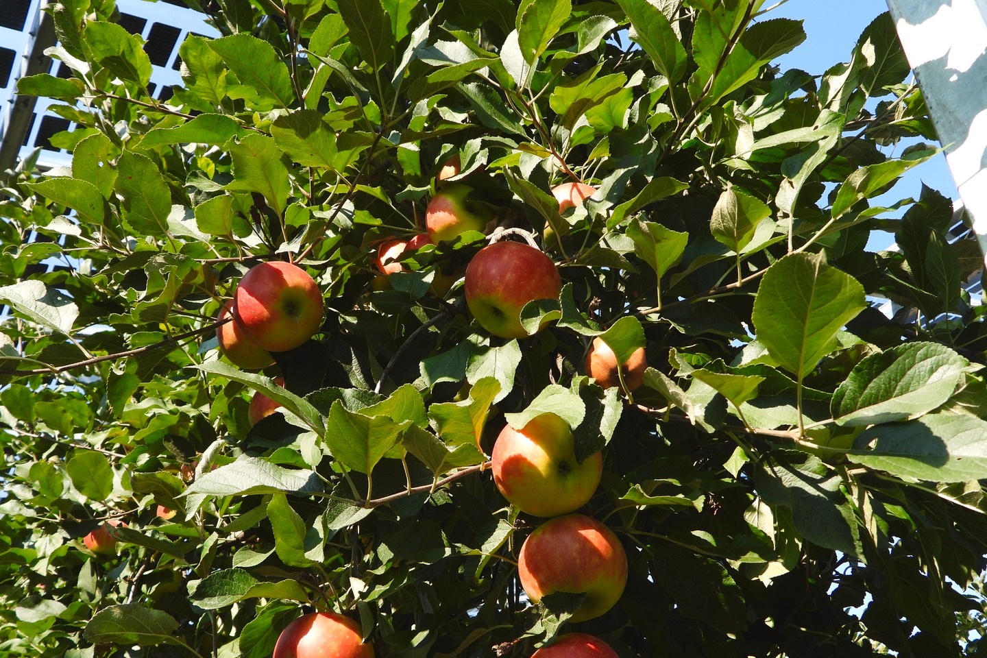 Farmer - Do you have an arable or winegrowing activity?