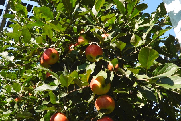 Farmer - Do you have an arable or winegrowing activity?