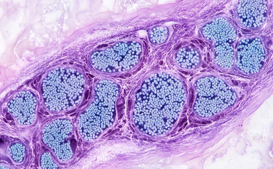 Pancreatic islets