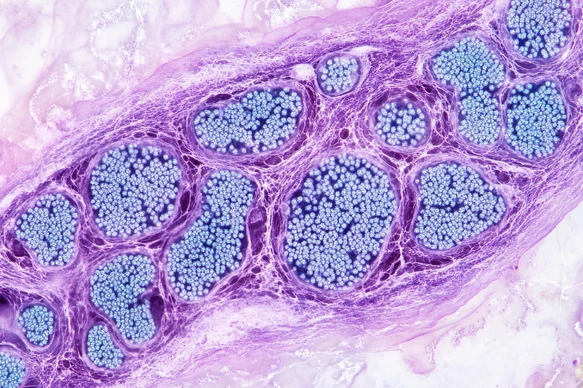 Pancreatic islets