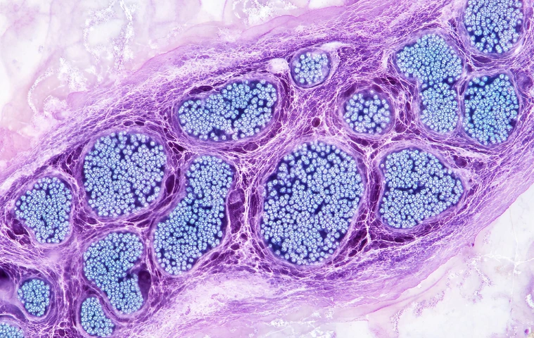 Pancreatic islets