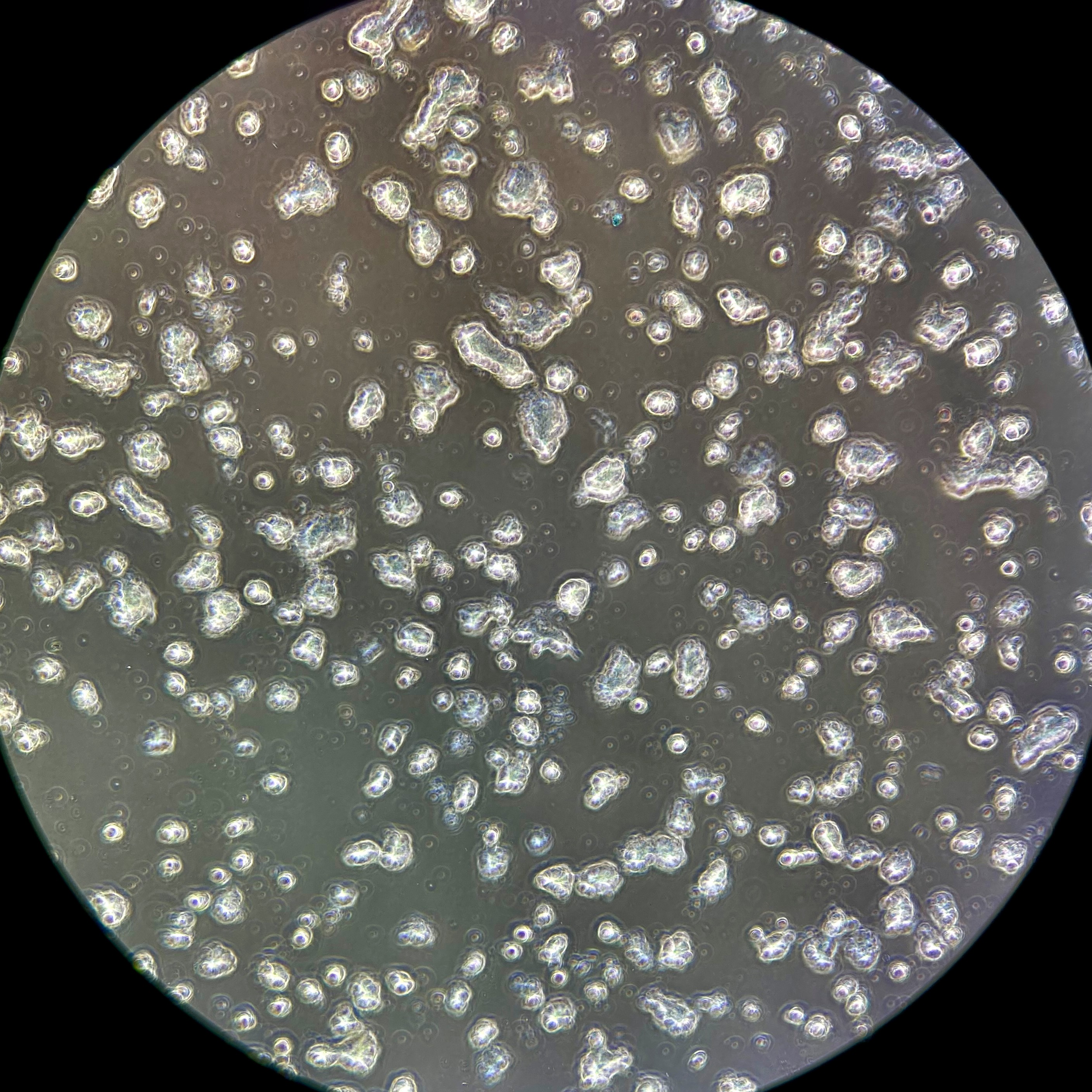 Art_the_IES_IMG_6525